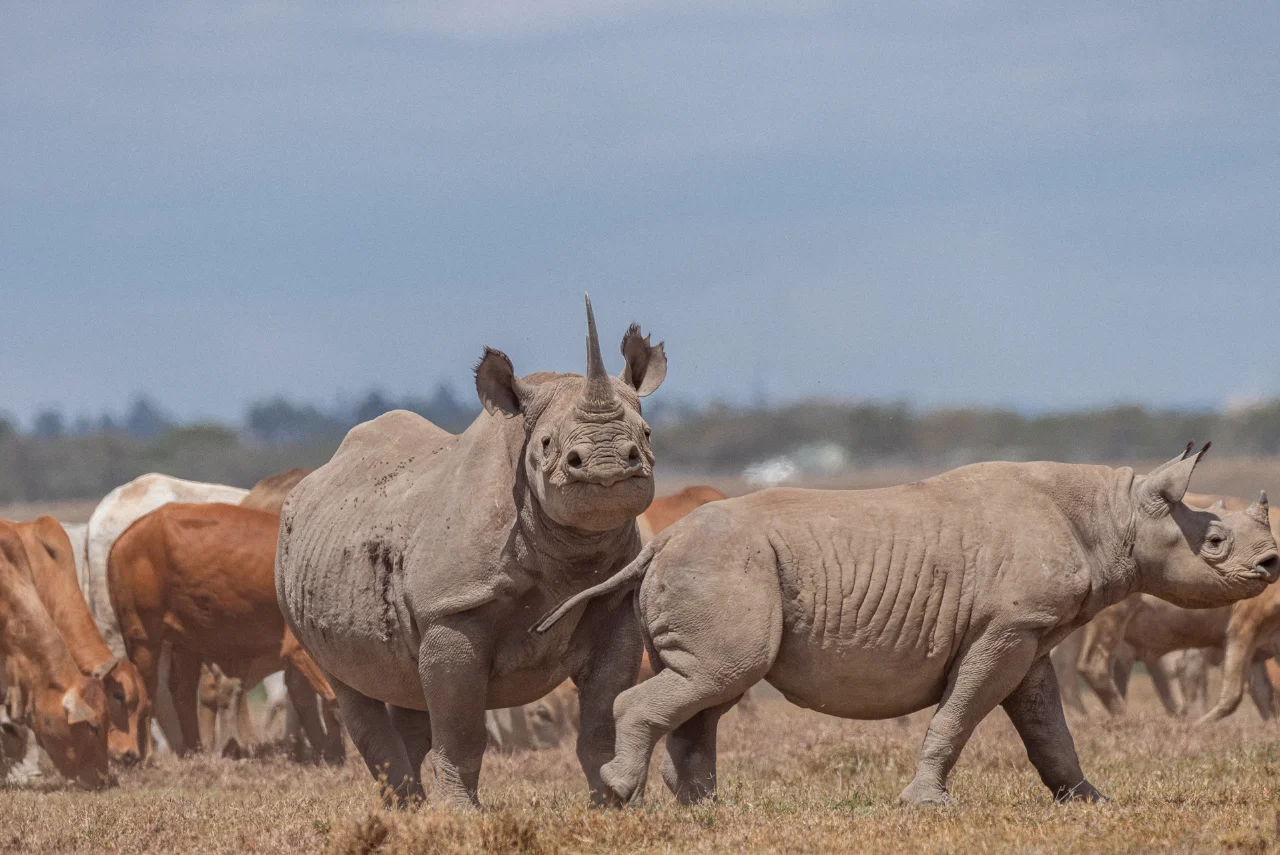Nanyuki: Wildlife & Tourism Boom