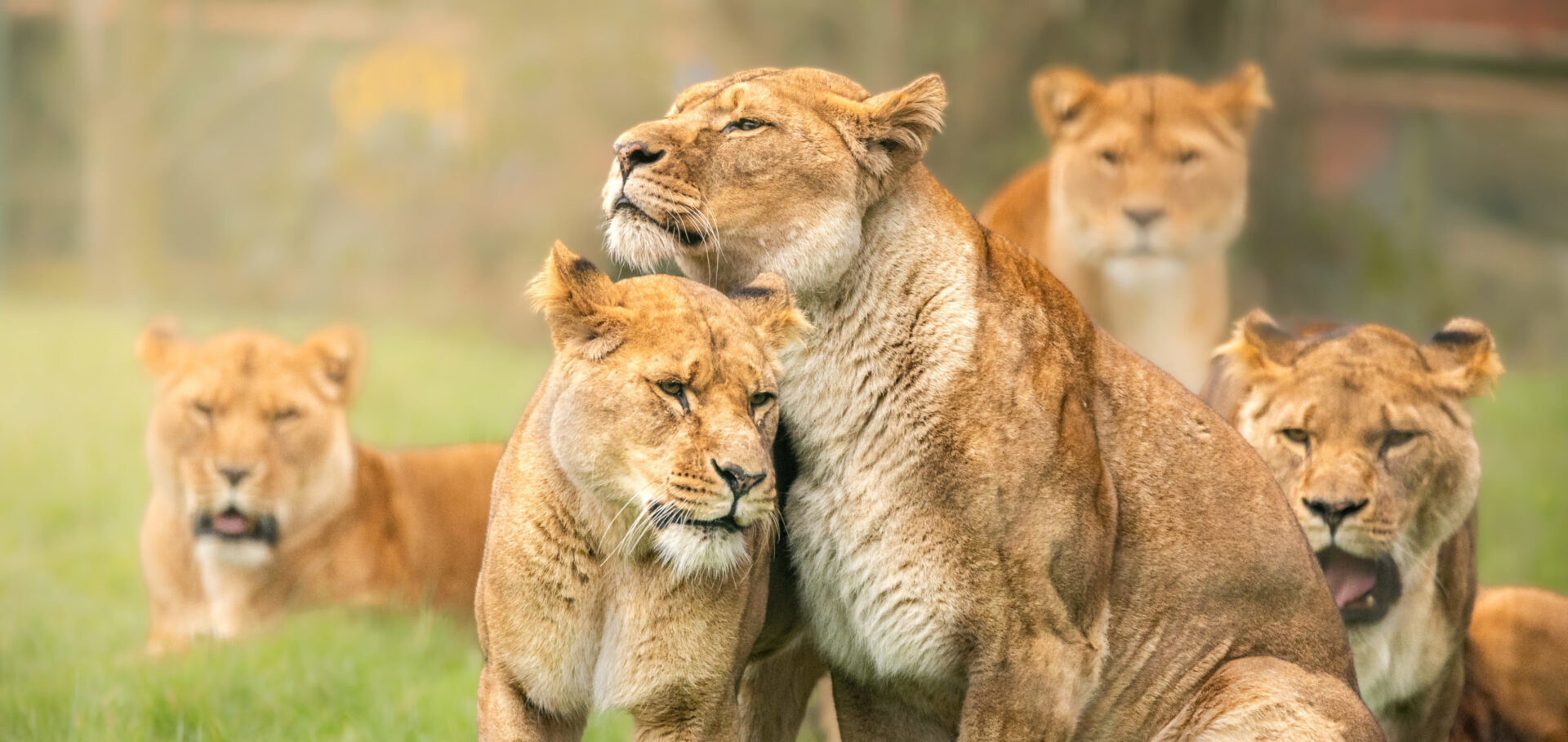 Lions Megan Lee 21 scaled e1747136157626