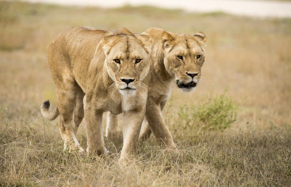 Lioness