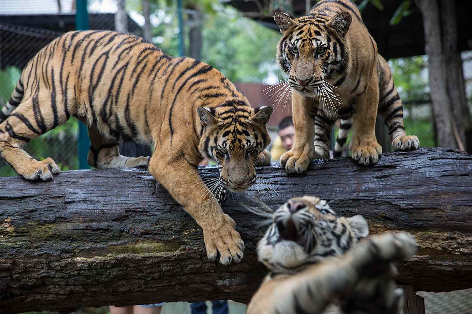 Authorities Probe Mass Tiger Deaths at Chiang Mai Tourist Park