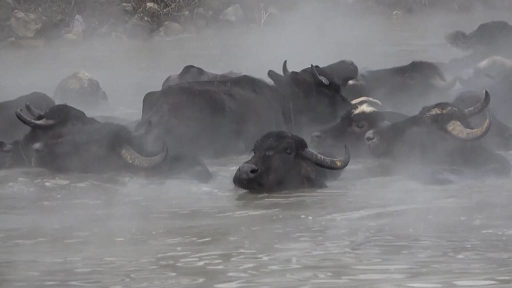 Budakli’s Thermal Springs Offer Winter Relief for Livestock