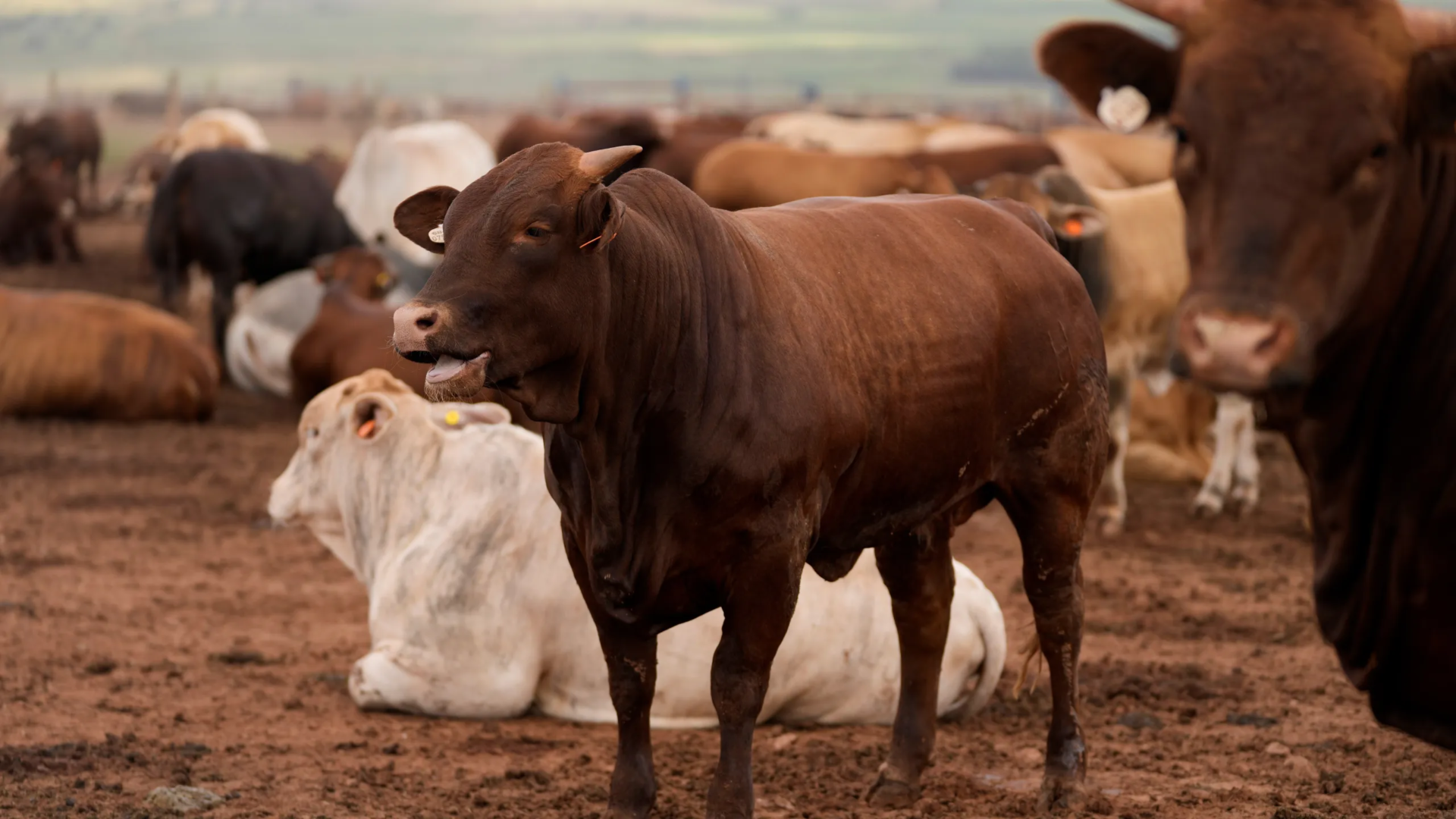 South Africa Launches Mass Cattle Vaccination to Combat Foot and Mouth Disease