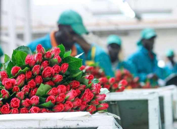 Middle East Conflict Threatens Kenya’s $800 Million Flower Industry