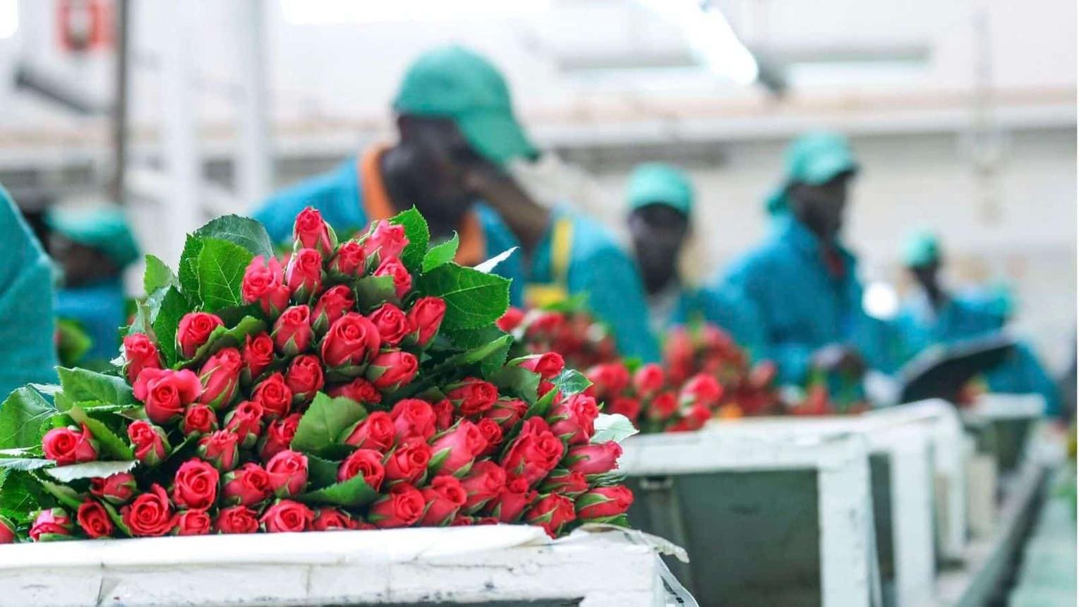 Middle East Conflict Threatens Kenya’s $800 Million Flower Industry