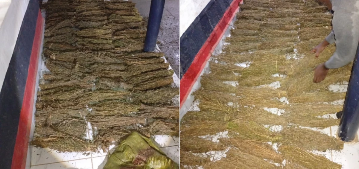 NACADA Seizes Ksh 1 Million Worth of Cannabis in Molo Operation