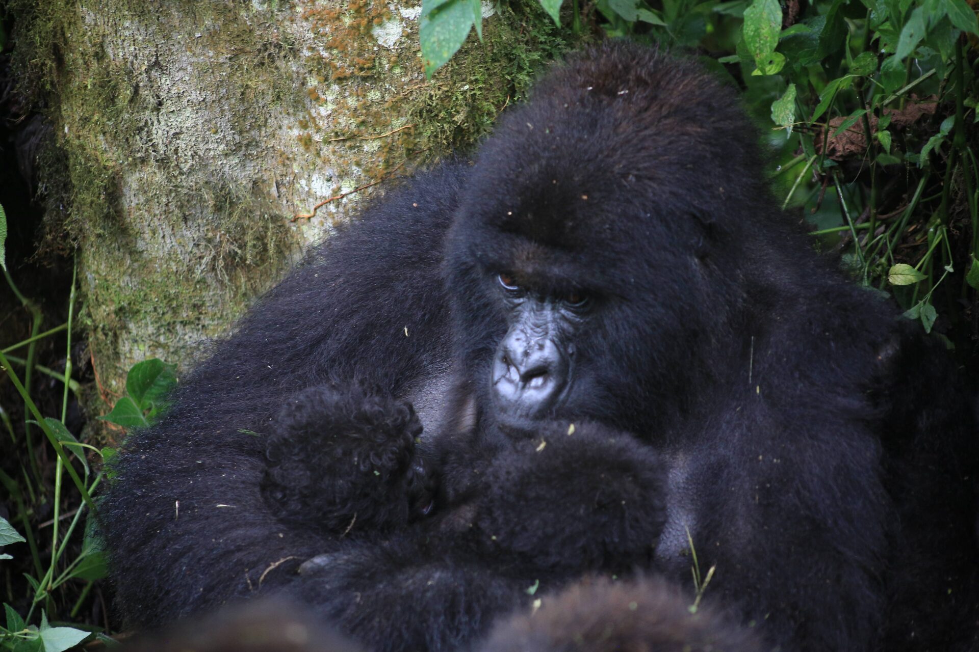 Rare Twin Birth for Endangered Mountain Gorilla in Virunga National Park