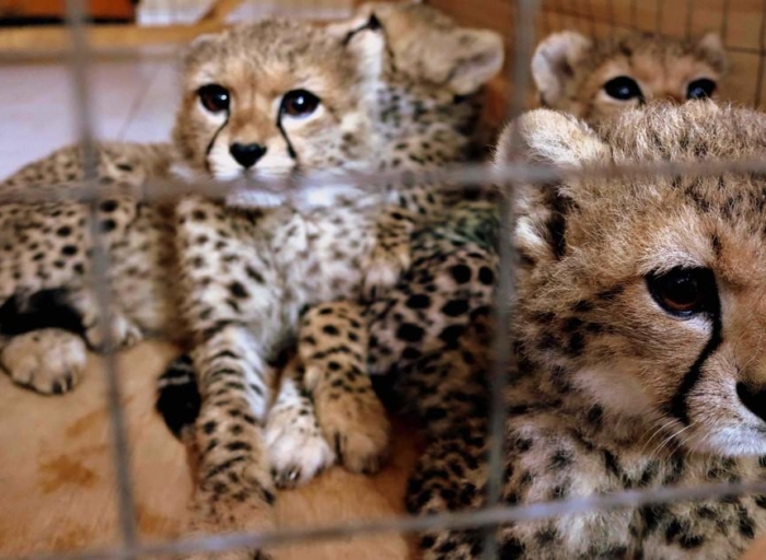 Rescued Cheetahs Find Refuge as Illegal Wildlife Trade Pushes Species Toward Brink
