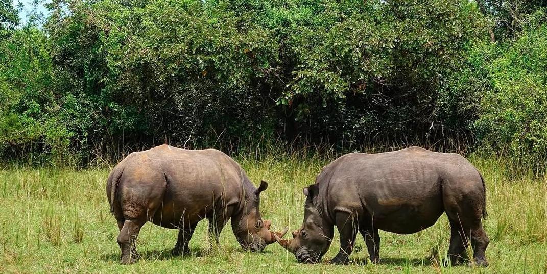 Rhinos Return to Uganda’s Kidepo Valley in Landmark Conservation Effort