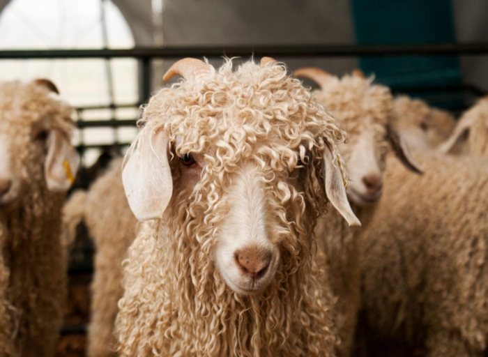 South Africa’s Karoo Anchors Global Mohair Industry Amid Changing Market Demands