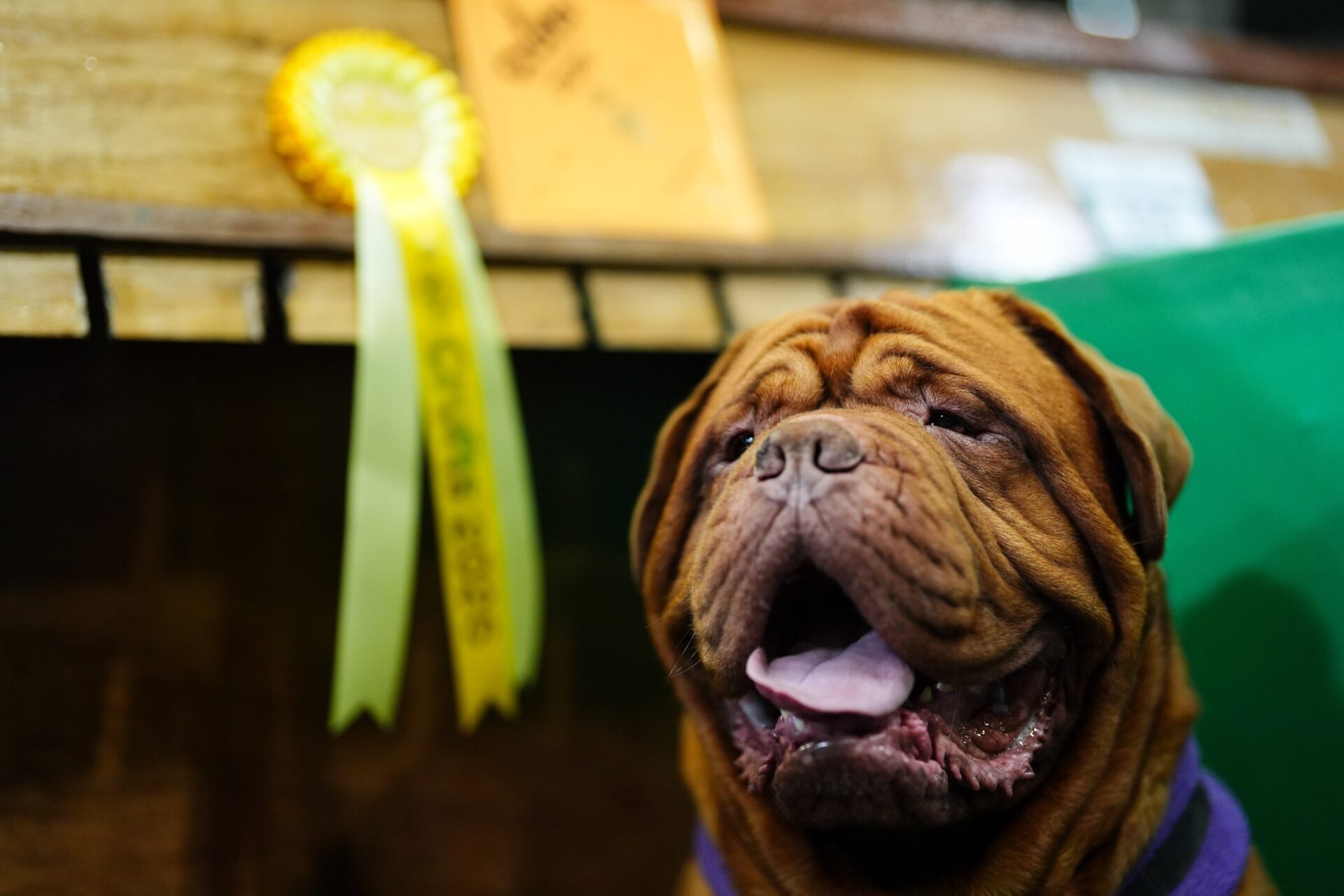 Thousands of Dogs Compete at Crufts as World’s Largest Dog Show Returns to Birmingham