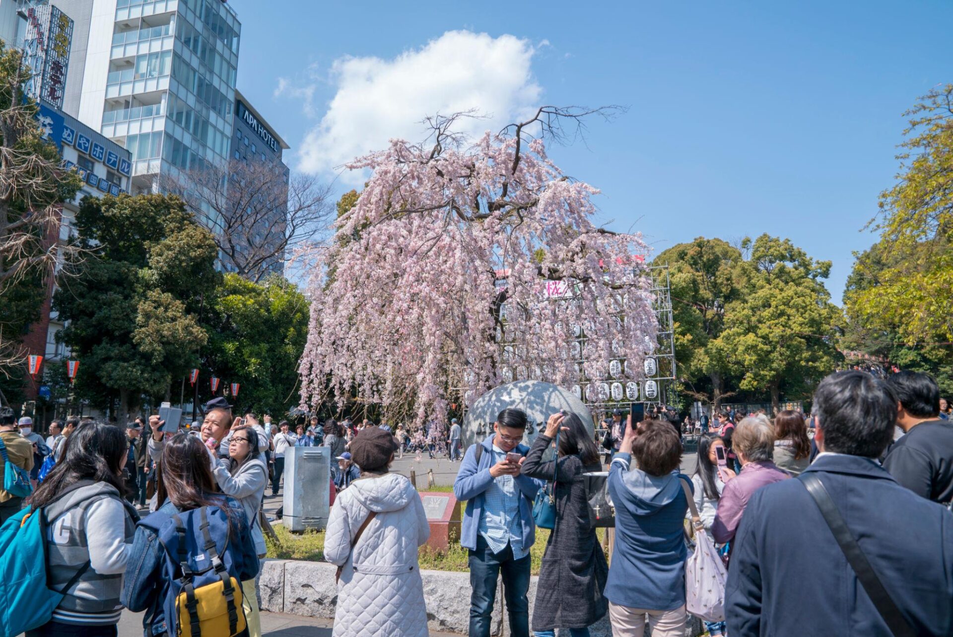 Tokyo Welcomes Early Sakura Bloom, Signaling Start of Spring Festivities