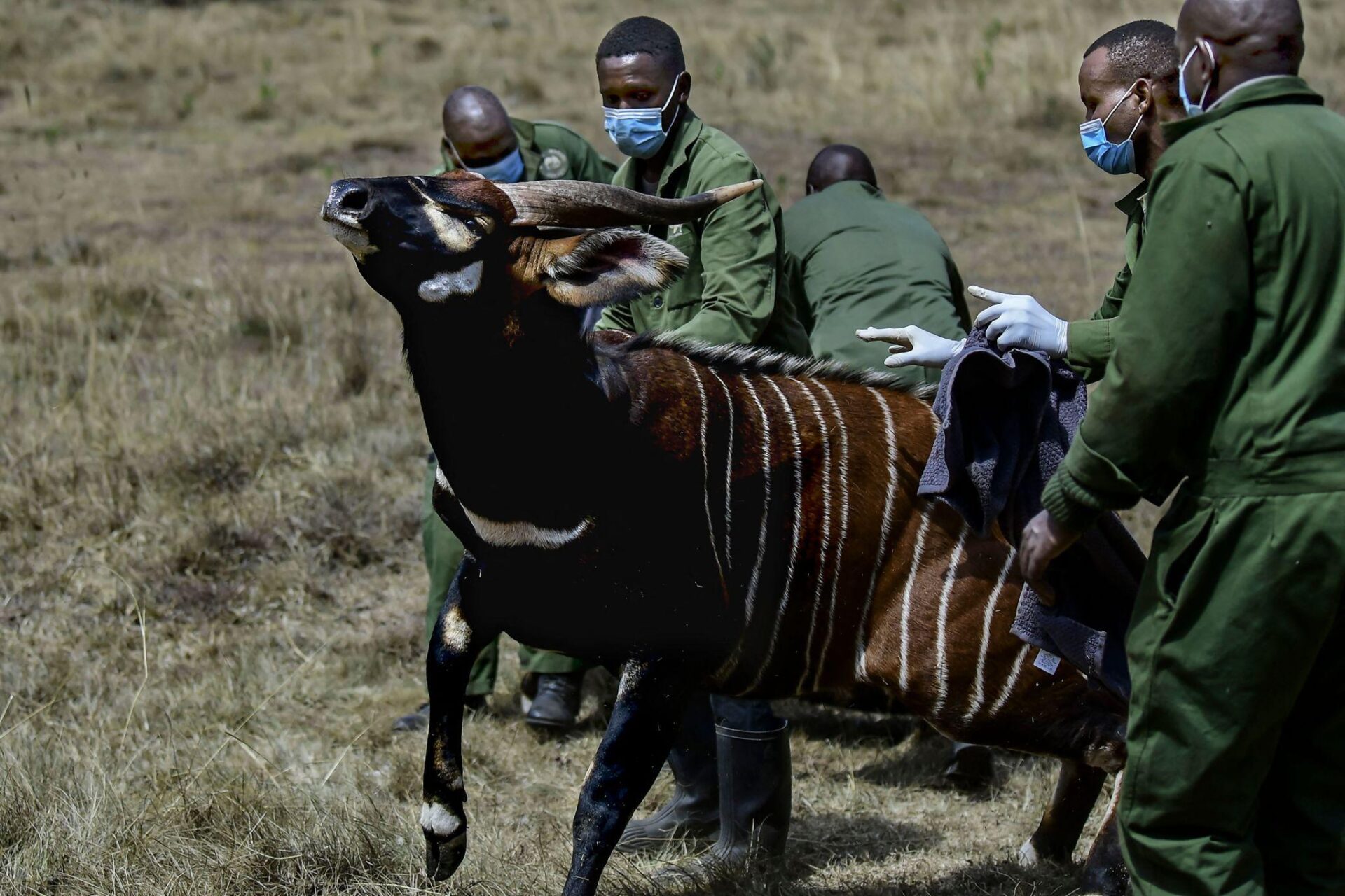 Kenya’s Mountain Bongo Faces Extinction as Conservation Efforts Intensify