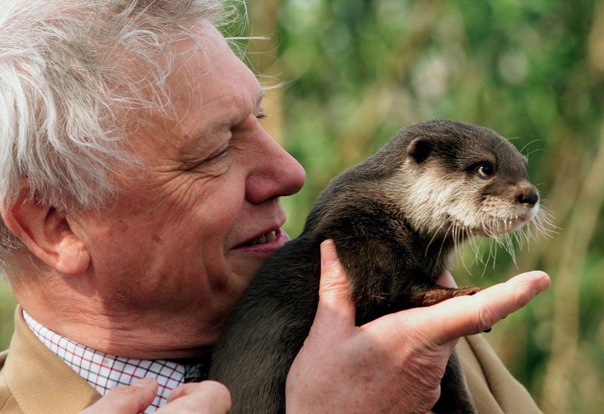 Celebrated naturalist David Attenborough marks 100th birthday