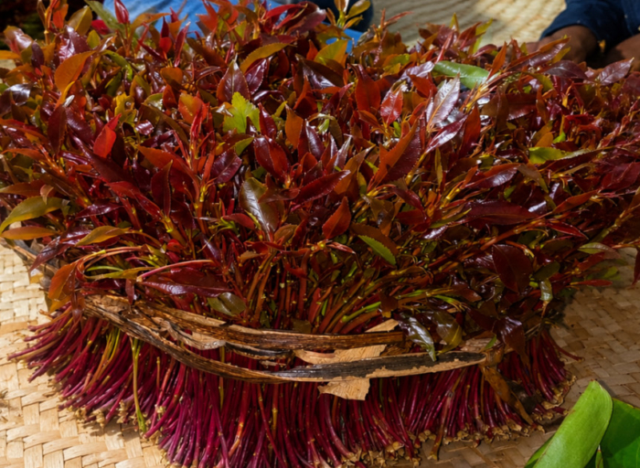 Possible reasons miraa chewers never run out of stories