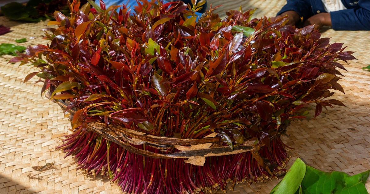 Possible reasons miraa chewers never run out of stories