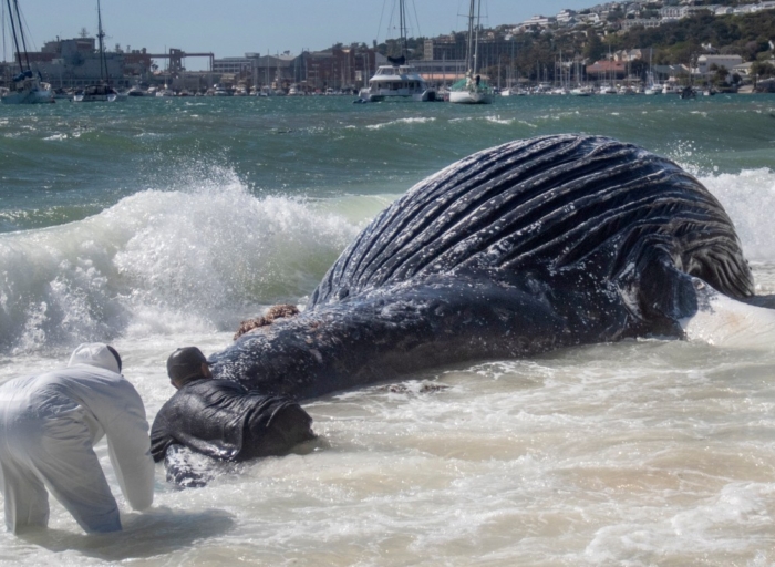 Why the Iran war is threatening whales near South Africa