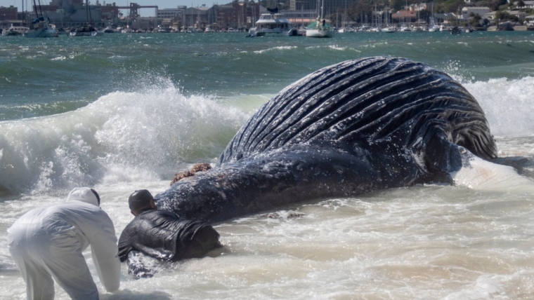 Why the Iran war is threatening whales near South Africa